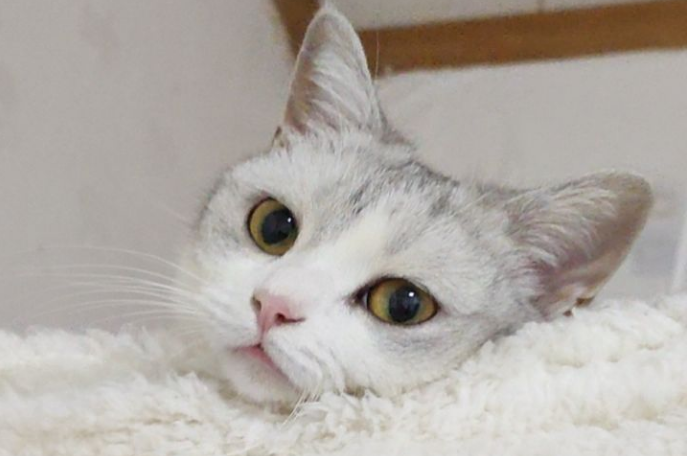 和猫咪黑下巴抗争的一些经验：黑下巴和过敏(图1)