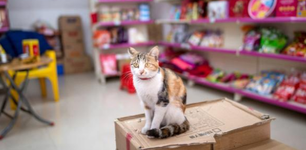 喵星人误入超市，还把白糖当猫砂，旁若无人淡定如厕！(图2)