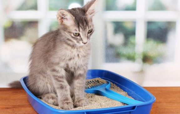 喵星人误入超市，还把白糖当猫砂，旁若无人淡定如厕！(图1)