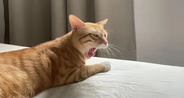 猫咪走丢36天后被找到，体重降了整整4斤：再也不要分开了(图2)