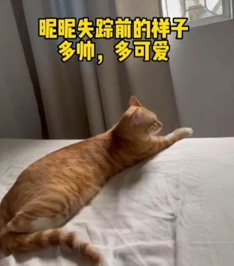 猫咪走丢36天后被找到，体重降了整整4斤：再也不要分开了(图3)