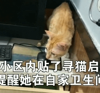 猫咪走丢36天后被找到，体重降了整整4斤：再也不要分开了(图4)