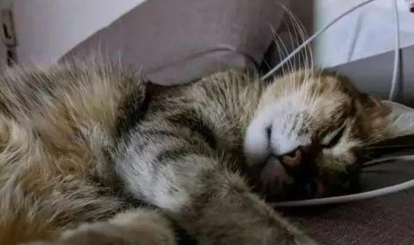 猫咪在睡梦中离世,主人整理猫砂盆时泪流不止:是你留下的心意吗(图1)