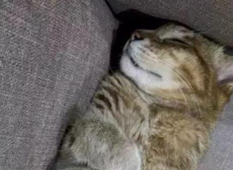 猫咪在睡梦中离世,主人整理猫砂盆时泪流不止:是你留下的心意吗(图2)