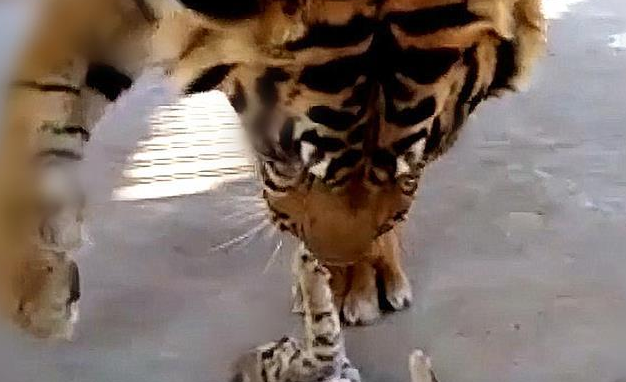 饲养员为刺激老虎心情，放了1只猫咪进去，再去看时被惊喜到了(图2)