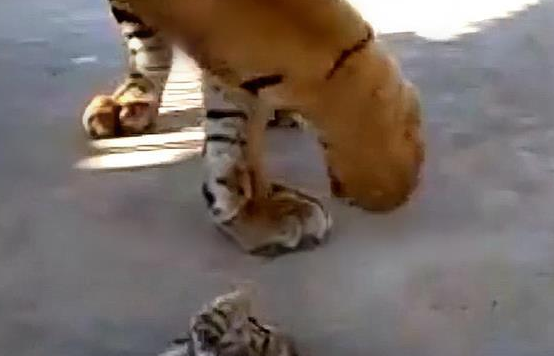 饲养员为刺激老虎心情，放了1只猫咪进去，再去看时被惊喜到了(图3)