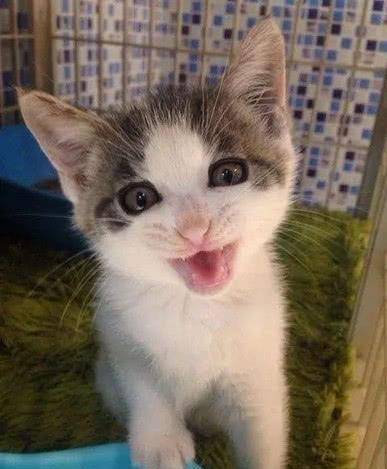 四个多月没人购买的猫咪，竟用这样的招式，逗笑众人吸引顾客！(图2)