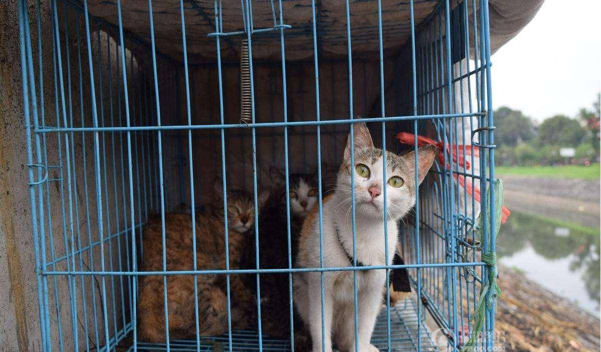 四个多月没人购买的猫咪，竟用这样的招式，逗笑众人吸引顾客！(图3)