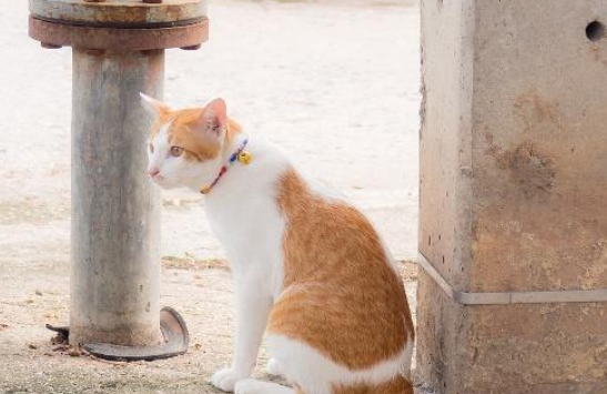 猫咪被困电线杆顶端，小哥上班时间救猫遭停职，网友为其众筹工资(图1)