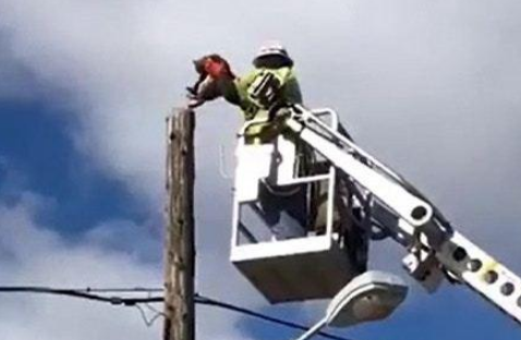 猫咪被困电线杆顶端，小哥上班时间救猫遭停职，网友为其众筹工资(图3)