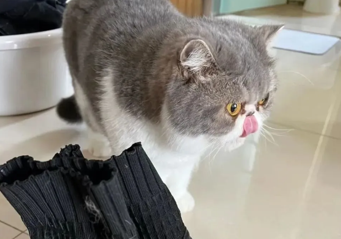 猫咪堪称人间缝纫机，兢兢业业织毛衣(图2)