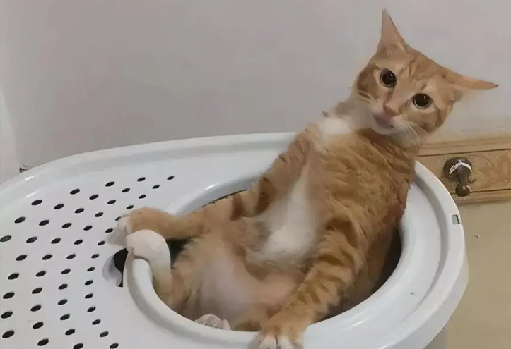 养“橘猫”半年后,网友表示:我开始讨厌它了(图2)
