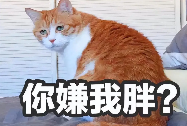 养“橘猫”半年后,网友表示:我开始讨厌它了(图1)