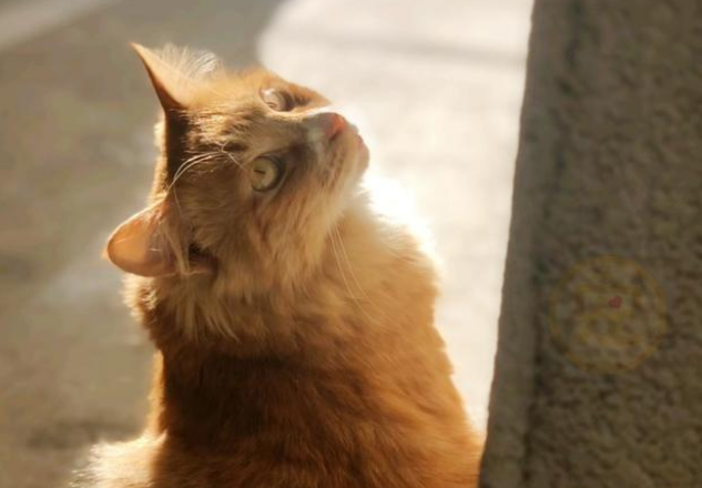 生来只有两条腿的流浪橘猫，惨遭猫妈妈抛弃，如今活得比谁都精彩(图2)