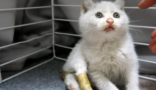 2个月的小猫被人伤害，爪子缺失一半，被救后依然信任人类(图1)