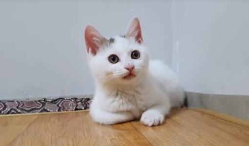 2个月的小猫被人伤害，爪子缺失一半，被救后依然信任人类(图2)