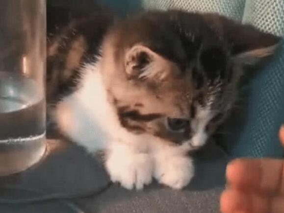 女子伸出手准备撸猫, 猫咪顺势就是躺下, 下一秒让主人不淡定了(图1)