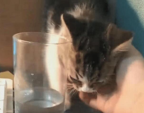 女子伸出手准备撸猫, 猫咪顺势就是躺下, 下一秒让主人不淡定了(图2)