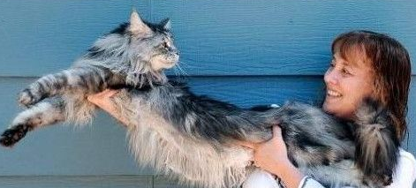 世界上第一长猫 长度比7岁小孩都要高(图1)