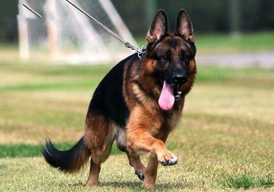 个人可以带宠物进入吗 | 个人入境只可携带狗和猫 但要送指定场所隔离检疫30天(图1)