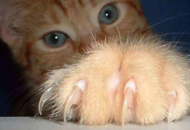 猫抓有一个像针孔的红点(图1)