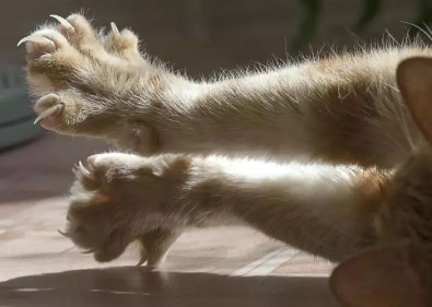 猫抓有一个像针孔的红点(图2)