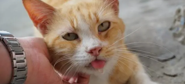 猫为什么总是做吞咽唾液的动作(图1)