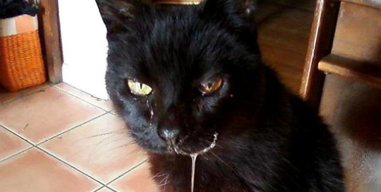 猫为什么总是做吞咽唾液的动作(图2)