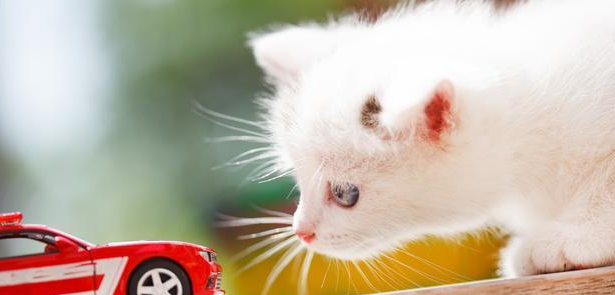 女孩让男友帮忙照顾猫咪，出差回来吃醋了：猫咪要抢我男友了(图1)