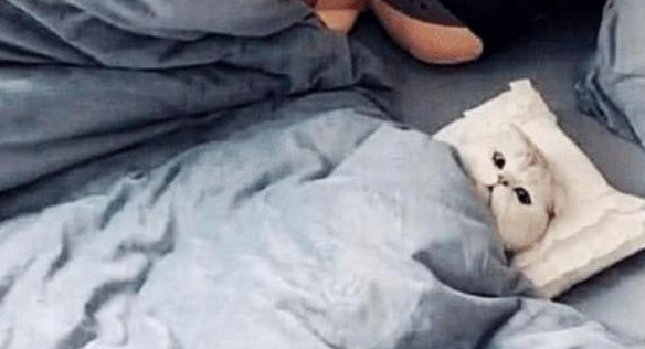 女孩让男友帮忙照顾猫咪，出差回来吃醋了：猫咪要抢我男友了(图2)