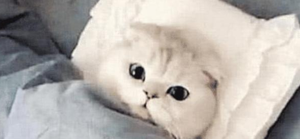 女孩让男友帮忙照顾猫咪，出差回来吃醋了：猫咪要抢我男友了(图3)