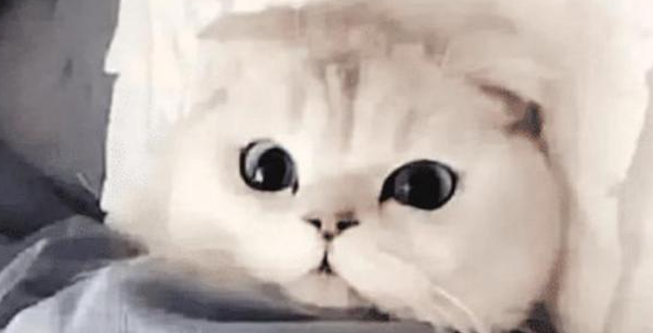 女孩让男友帮忙照顾猫咪，出差回来吃醋了：猫咪要抢我男友了(图4)