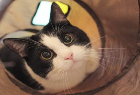 夫妻用一百卷卫生纸铺满客厅 只为讨猫主子开心(图1)