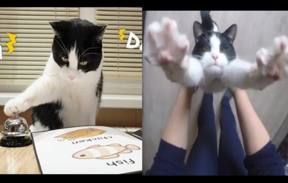 夫妻用一百卷卫生纸铺满客厅 只为讨猫主子开心(图2)