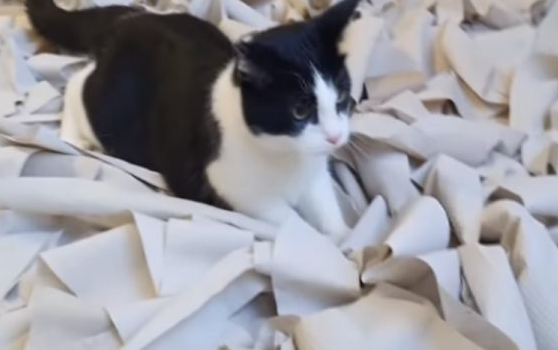 夫妻用一百卷卫生纸铺满客厅 只为讨猫主子开心(图7)