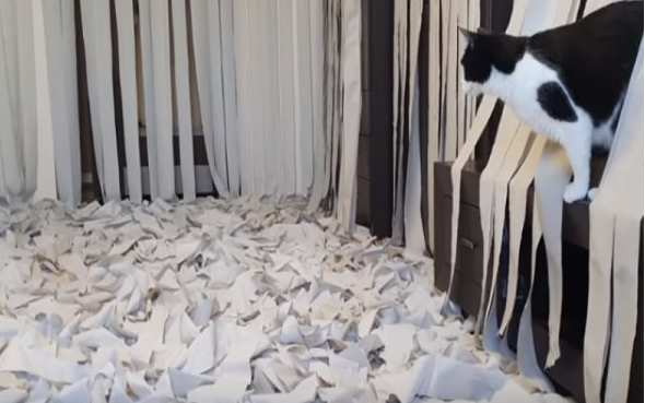 夫妻用一百卷卫生纸铺满客厅 只为讨猫主子开心(图6)