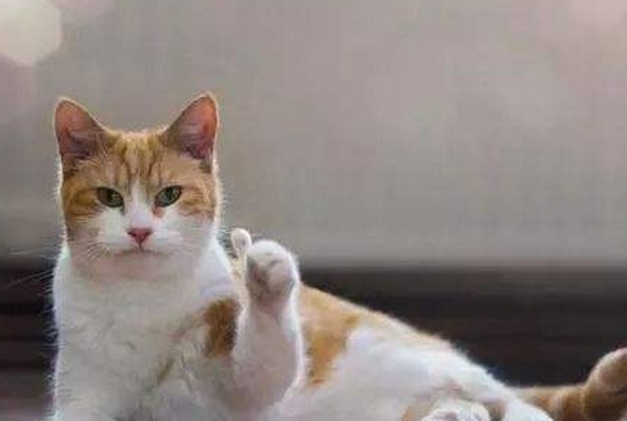 流浪猫闯入售楼处，销售小哥竟一本正经地给它推销楼盘，太有爱了(图1)