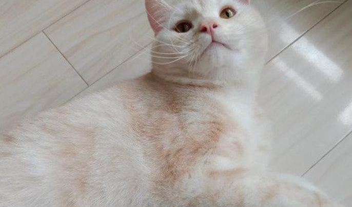 凯米尔色渐层怎么来的？喜欢的铲屎官不要错过(图1)