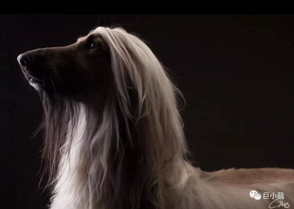 全球最名贵的猎犬，怎么会智商倒数第一？（世界上最好的猎犬品种排名）(图2)