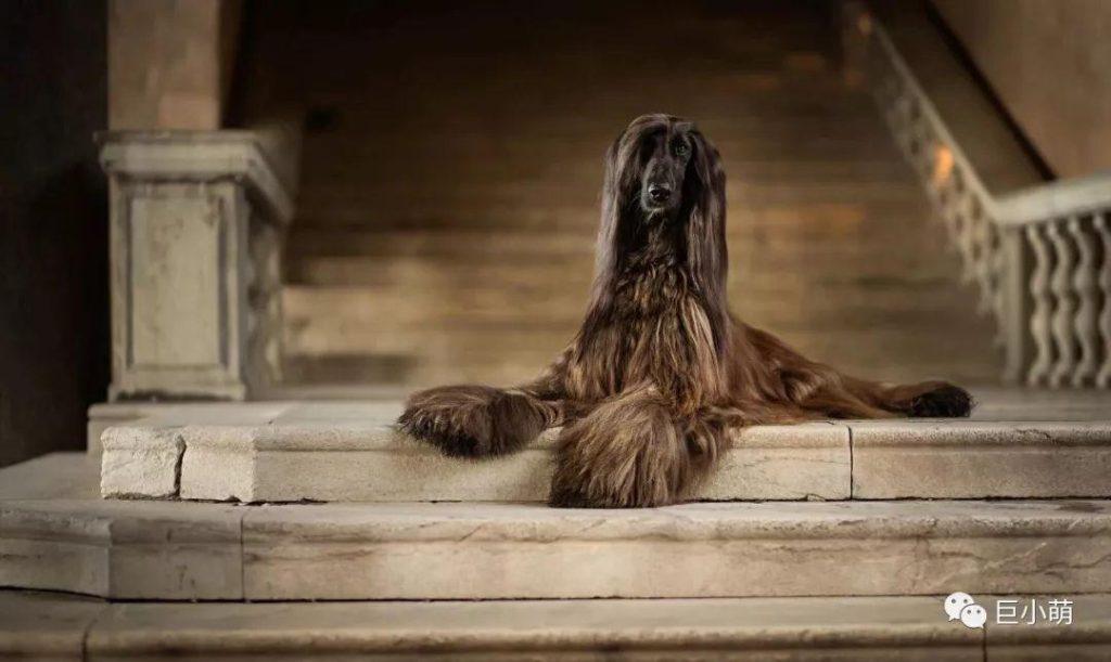 全球最名贵的猎犬，怎么会智商倒数第一？（世界上最好的猎犬品种排名）(图1)