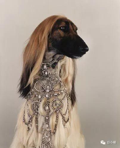 全球最名贵的猎犬，怎么会智商倒数第一？（世界上最好的猎犬品种排名）(图3)