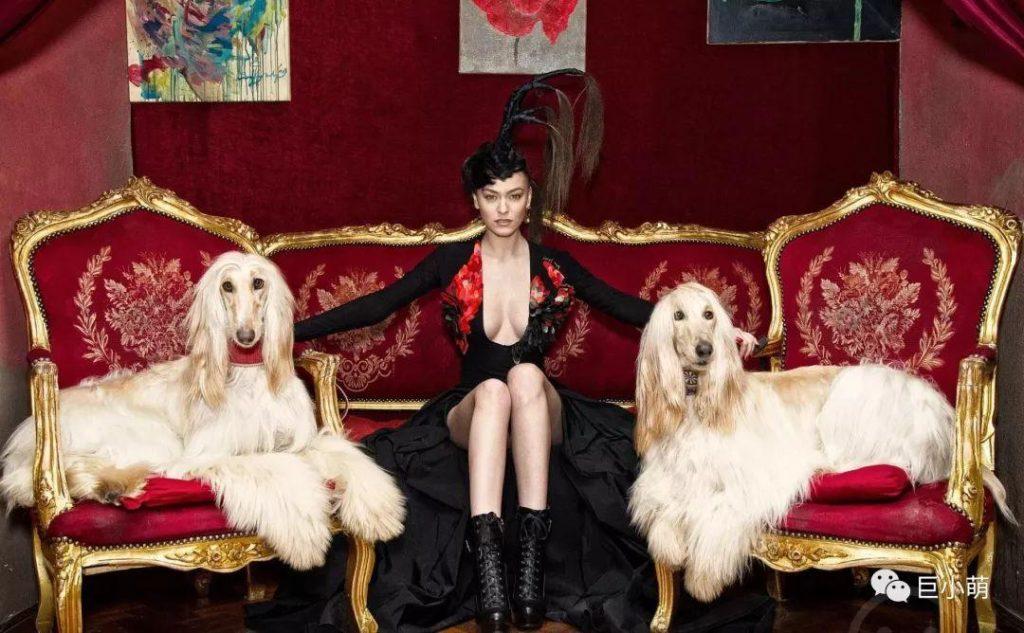 全球最名贵的猎犬，怎么会智商倒数第一？（世界上最好的猎犬品种排名）(图4)