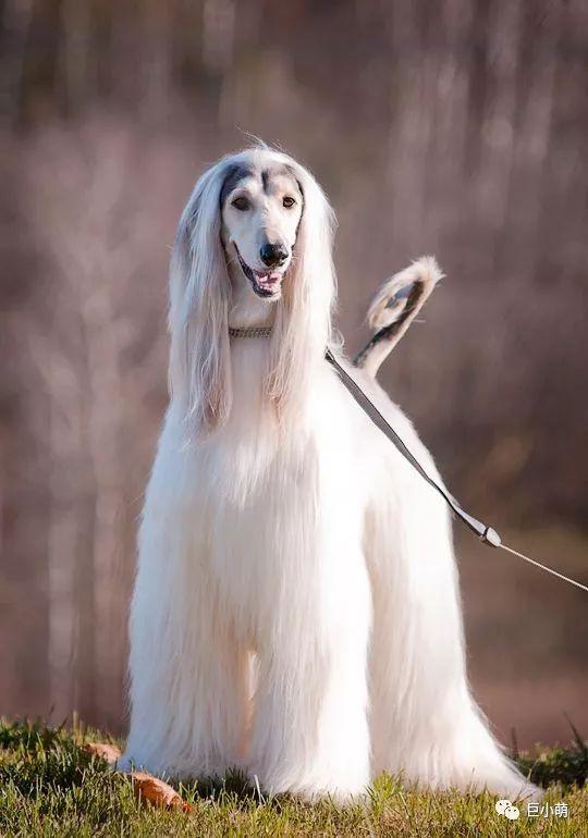 全球最名贵的猎犬，怎么会智商倒数第一？（世界上最好的猎犬品种排名）(图6)