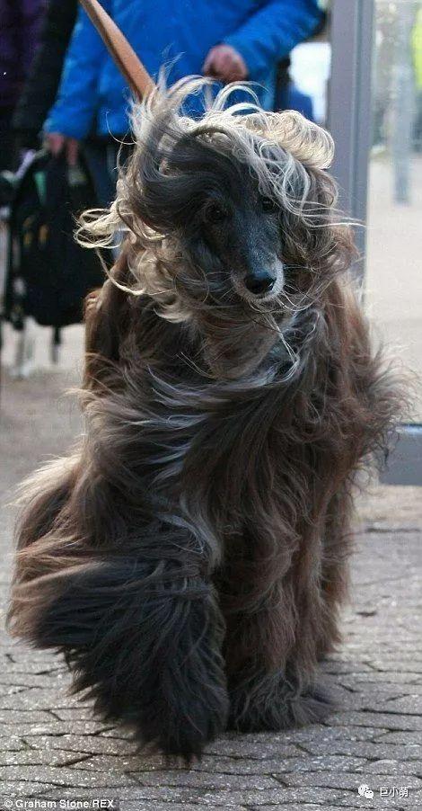 全球最名贵的猎犬，怎么会智商倒数第一？（世界上最好的猎犬品种排名）(图10)