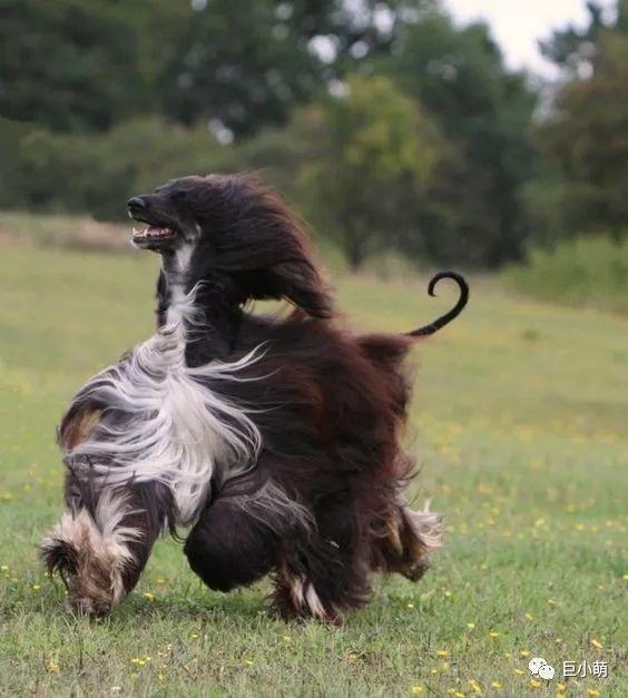 全球最名贵的猎犬，怎么会智商倒数第一？（世界上最好的猎犬品种排名）(图11)