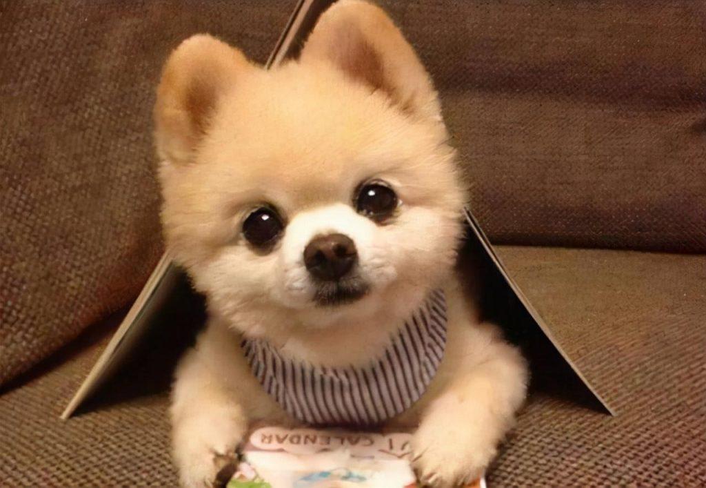 博美犬几岁开始训练？怎么训练才能让狗狗听话？（博美多大能带出去遛弯）(图1)