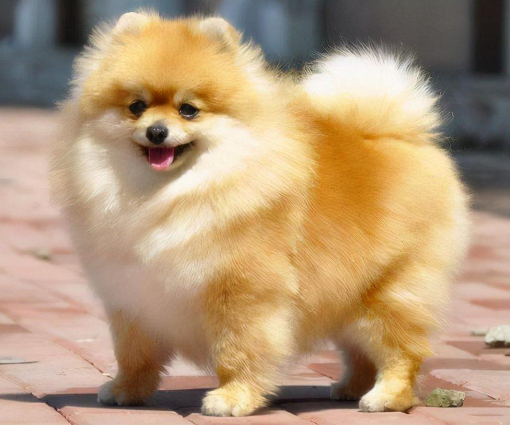 博美犬几岁开始训练？怎么训练才能让狗狗听话？（博美多大能带出去遛弯）(图2)