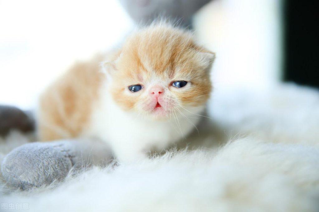 如何判断猫咪年龄？猫年龄的增长与牙齿上的变化(图2)