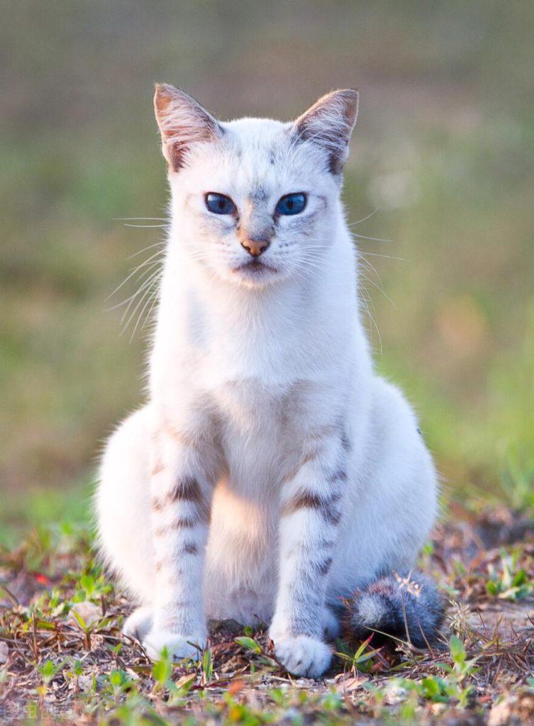 如何判断猫咪年龄？猫年龄的增长与牙齿上的变化(图1)