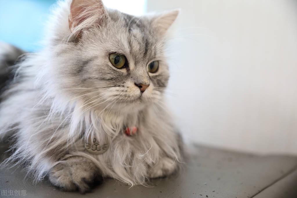 如何判断猫咪年龄？猫年龄的增长与牙齿上的变化(图4)